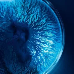 BiothermLife Plankton™                Masque tissu hydratant et régénérant