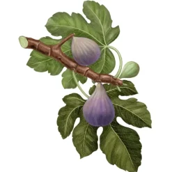 Carrière FrèresFiguier - Ficus Carica                Bougie Parfumée