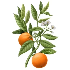 Carrière FrèresFleur d'Oranger - Citrus                Bougie Parfumée