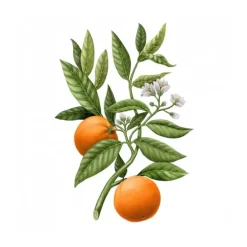 Carrière FrèresFleur d'Oranger - Citrus Dulcis                Palet Botanique