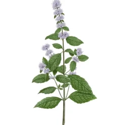 Carrière FrèresMenthe Verte - Mentha Spicata                Bougie Parfumée