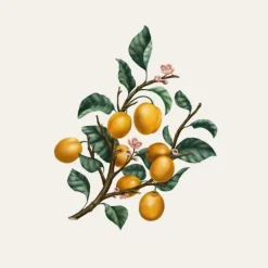 Carrière FrèresMirabelle - Prunus Domestica Syrica                Bougie Parfumée