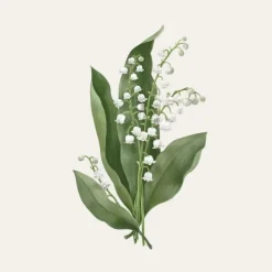 Carrière FrèresMuguet - Majalis                Bougie Parfumée