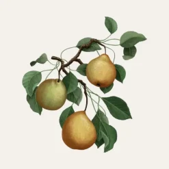 Carrière FrèresPoire - Pirum                Bougie Parfumée