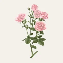 Carrière FrèresRose de Damas - Rosa Damascena                Bougie Parfumée