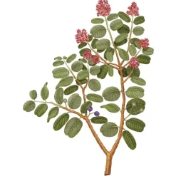 Carrière FrèresSantal - Santalum Album                Diffuseur de Parfum