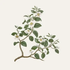 Carrière FrèresThé - Camelia Sinensis                Bougie Parfumée