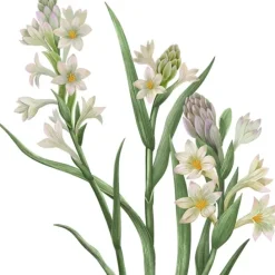 Carrière FrèresTubéreuse - Polientes Tuberosa                Bougie Parfumée