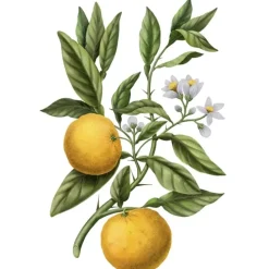 Carrière FrèresYuzu - Citrus Junos Diffuseur de Parfum