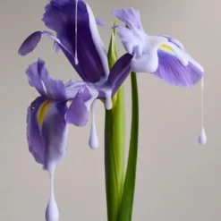 Christophe RobinDémêlant Nuanceur de Couleur                A l'Iris Florentina