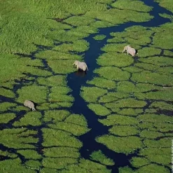 GUERLAINAqua Allegoria Flora Cherrysia                Eau de Toilette