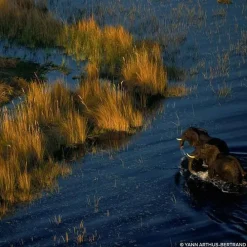 GUERLAINAqua Allegoria Forte Bosca Vanilla                Eau de Parfum