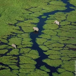 GUERLAINAqua Allegoria Rosa Verde                Eau de Toilette