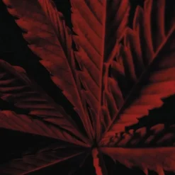 GUERLAINHabit Rouge L'Instinct                Eau de Toilette Intense