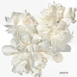 HERMÈSTwilly d'Hermès Eau Ginger                Eau de Parfum