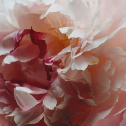 Jo MalonePeony & Blush Suede                Cologne