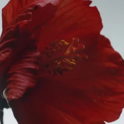 Jo MaloneRed Hibiscus                Cologne Intense