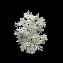 Kilian ParisLove Don't Be Shy                Eau de Parfum - Flacon-Recharge