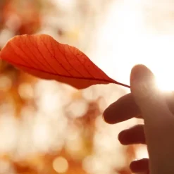 Maison MargielaREPLICA Autumn Vibes                Eau de Toilette