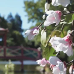 Maison MargielaREPLICA Springtime in a Park Bougie Parfumée Florale Fraîche