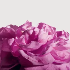 Matière PremièreRadical Rose                Extrait de Parfum