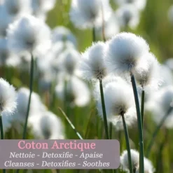 PolaarIcePure                Déodorant Minéral au Lichen Arctique