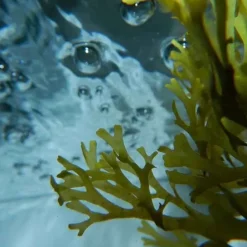 Urban KeratinOcean Therapy                Sérum Marin aux Algues